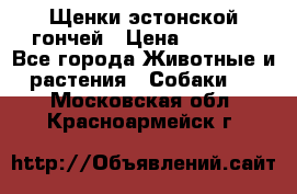 Щенки эстонской гончей › Цена ­ 7 000 - Все города Животные и растения » Собаки   . Московская обл.,Красноармейск г.